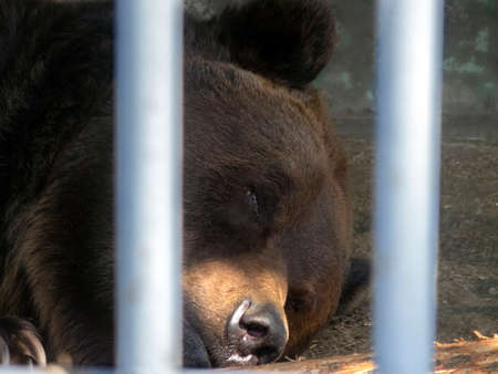 Brown bear sleeps in a cage. Between the grids you can see the face of a predatory animal. Brown bear in captivity.の写真素材