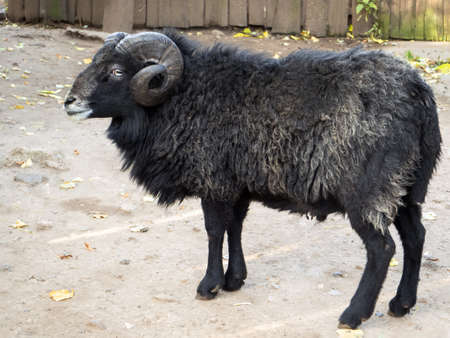 Adult ram closeup. Horns are curled by a ringlet. The wool is thick black. The animal on the farm.の写真素材