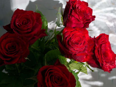A bouquet of fresh burgundy roses in drops of water. The flowers are beautifully backlit by the sun....