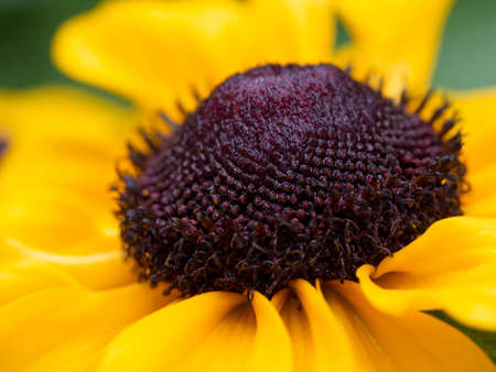 The round middle of the rudbeckia flower against the background of yellow petals. Stamens wet after...