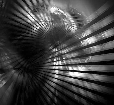 Black-white abstract background with rays emanating from several centers. Abstract palm leaves through which light passes. A fractal generated on a computer.の写真素材