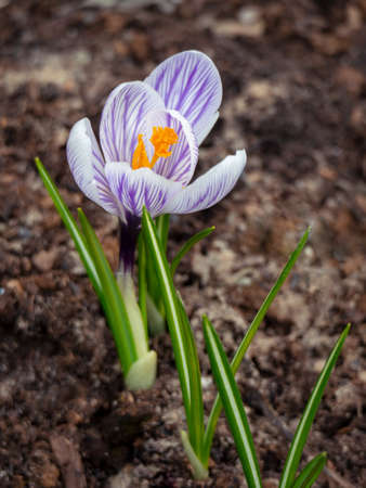 The first spring crocus flower on a background of the earth. Saffron leaves create a rhythm. Floral...