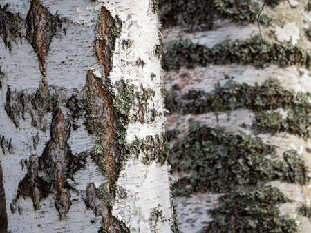 The trunks of two birches grow side by side and fill the background. The bark of trees is...