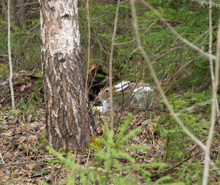 A large hare lies near a birch in a coniferous spring forest. The hare is calm, ears are pressed. 