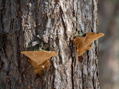 Wood mushrooms grew on pine bark. The tree is lit by the sun. Background with pine trunk and tree...