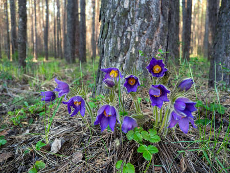 Flowers - pulsatilla patens by a tree in spring forest. Colorful floral background with pulsatilla...