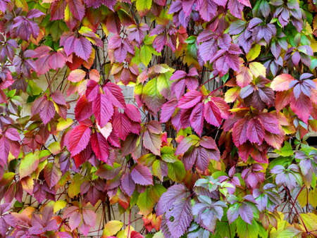 Colorful autumn background with leaves of maiden grapes. Red, green and yellow leaves of different...