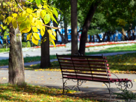 Yellow leaves on a branch in the foreground. Bench, trees and lawns in a quiet city park. Sunny autumn background.の写真素材