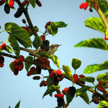 A small gray bird sits on a mulberry branch. The bird has hidden behind leaves and sweet berries and is watching you closely. Natural background with bird and mulberry.の写真素材