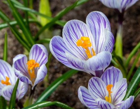 White crocuses with purple stripes close-up. Flowers of different sizes on a background of leaves....