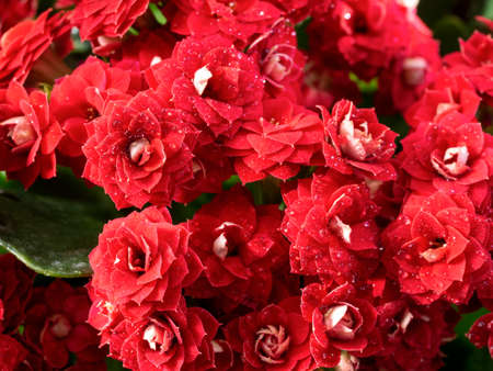 Red Kalanchoe flowers close-up on a natural background. Water droplets are visible on the flowers. Festive floral background with Kalanchoe.の写真素材