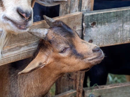 A small brown goatling looks out from behind the fence. Close-up. Background for farms, animal husbandry, animal lovers with a goat.の写真素材