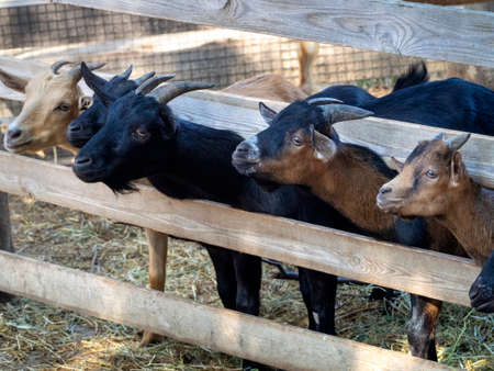 Goats of different colors are looking in the same direction, their necks are stretched out and are waiting for a treat. Breeding goats. Background for animal husbandry.の写真素材