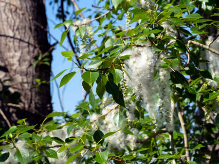 Poplar twigs with fresh foliage and fluffy down with seeds against the background of a tree trunk and the sky. Spring natural background with blooming poplar.の写真素材