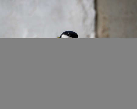Great tit sits on the curb against the backdrop of a light wall. Close-up. Natural background with titmouse.の写真素材