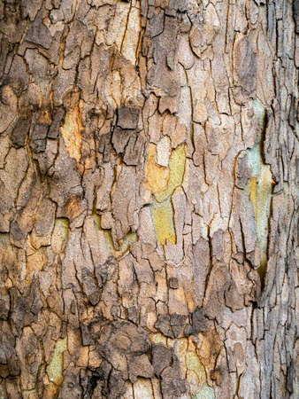 The cracked bark of the tree creates an interesting pattern. Vertical abstract wood background....