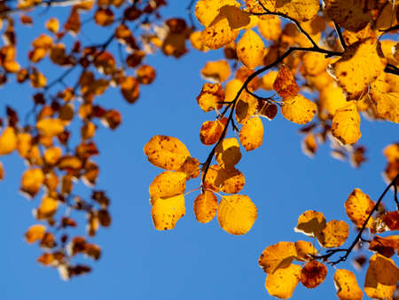 Twigs with yellow oval leaves in the backlight against the blue sky. Close-up. Autumn natural...