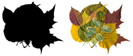 A beautiful autumn bouquet of various leaves and its silhouette are isolated on a white background....