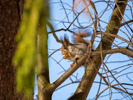 A squirrel sits on a branch of a deciduous tree. The bright sun illuminates the animal. Spring...