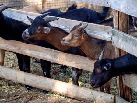 Goats in a barn behind a fence. Cute goats look in one direction and wait to be fed.の写真素材