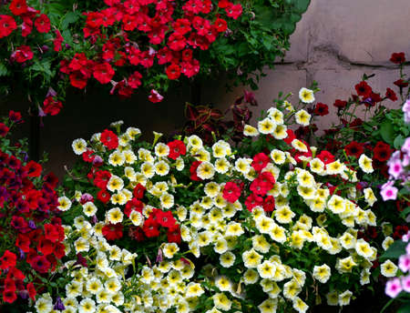 Red and white-yellow petunias grow near the stone wall. Bright floral festive background with petunias.の写真素材