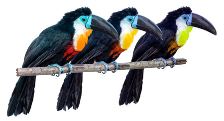 Three thoughtful toucans sit on a long branch. Toucans isolated on white background. Illustration.の写真素材