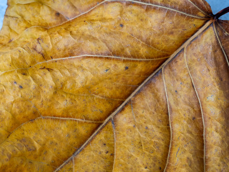 Yellow autumn dry leaf with veins and cracks. close-up. The texture of an autumn leaf.の写真素材
