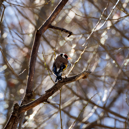 The goldfinch bird sits on a tree branch with its back to you, turning around in a half turn. Spring sunny natural background with goldfinch.の写真素材