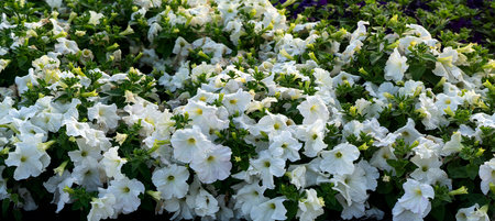 White petunia and green leaves form a floral carpet. Sunny natural background. panorama.の写真素材
