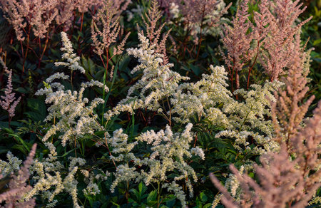 Astilbe bushes with white and pink flowers grow in a flower bed. Natural background with astilbe flowers and leaves.の写真素材