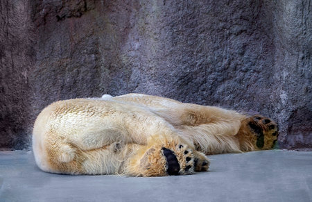 A polar bear sleeps lying on its side with its legs extended. The soles of the polar bear's feet and tail are visible. Rest of the predator.の写真素材