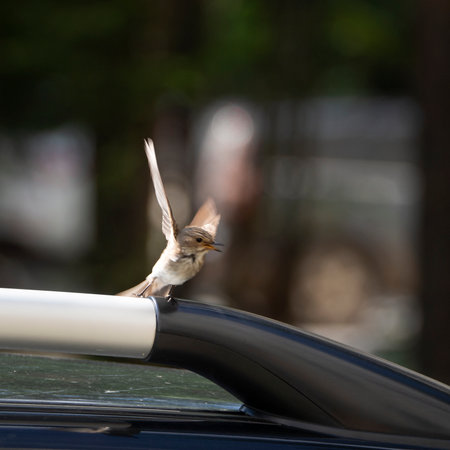 The gray flycatcher begins its flight. The bird's wings are raised high. Sunny background with gray flycatcher.の写真素材