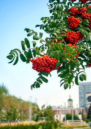 A branch of rowan with large clusters of red berries against the background of the sky and the city in blur. Natural urban background.の写真素材