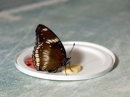 A tropical butterfly Hypolimnas bolina sits on a piece of fruit. Her wings are folded.の写真素材
