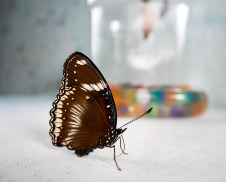 A tropical butterfly Hypolimnas bolina sits on a table with its proboscis straightened. The insectarium where she was born can be seen in the background. Close-up of a hypolimnas bolina butterfly.の写真素材