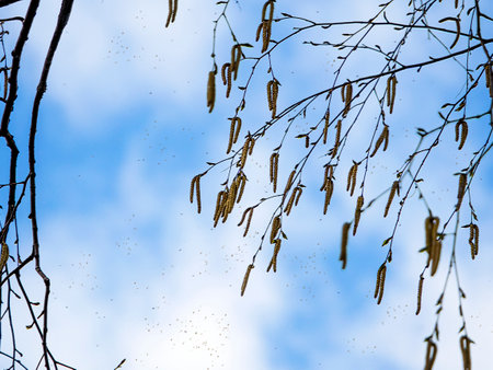 The wind shakes birch catkins growing on the branches of a tree. Pollen flies from a flowering birch tree. Spring background with birch branches and catkins.の写真素材