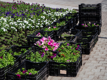 Large boxes with petunia seedlings stand on the sidewalk next to the flowerbed. Some of the plants have already been planted in the ground.の写真素材
