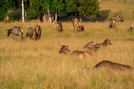 A herd of red deer graze and rest in a meadow near birch trees.の写真素材