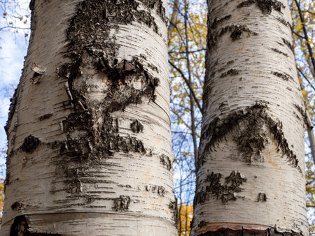 Two birch trunks grow side by side. Birch bark texture. Template for your design. Copy space.の写真素材