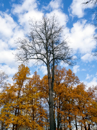 Autumn natural background with trees and sky. Among the oaks with golden foliage, a tall tree...