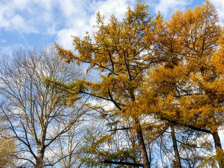 Yellowed larches and poplars, with fallen leaves against a blue cloudy sky. Autumn natural...