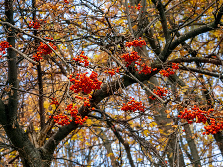 Autumn natural background. Large red clusters of rowan berries hang on the branches of a tree.