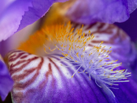 Iris petal with veins and stamens. Close-up. Floral textured background.