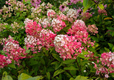 Bright white-pink bushes of paniculata hydrangea grow in a flowerbed. Natural summer background with...