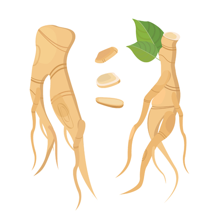 Root and leaves ginseng.Biological additives are. Healthy lifestyle. Vector flat illustration of medicinal plants.のイラスト素材