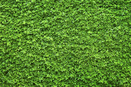green background with buds