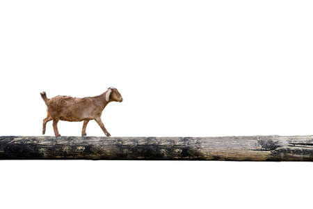Sheep balancing on tree trunk, isolated on white backgroundの写真素材