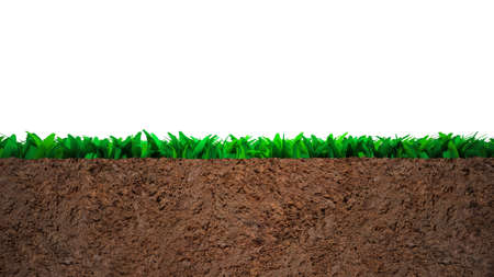 Cross section of grass and soil, isolated on white background.の写真素材
