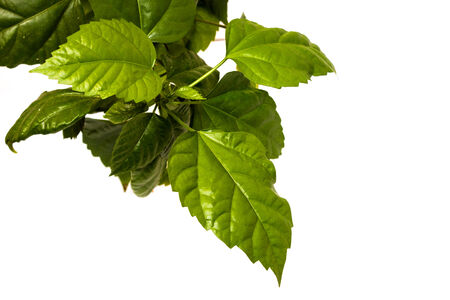 Green leaves of a tree on a white backgroundの写真素材