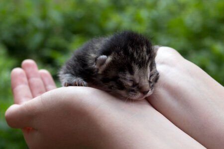 Kitten on handsの写真素材